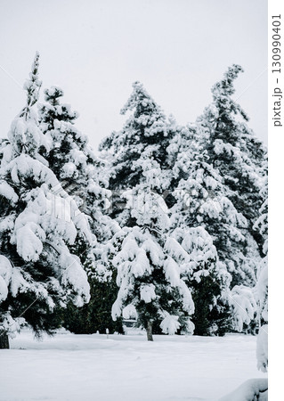 Winter park with white snowy branches, fir trees 130990401