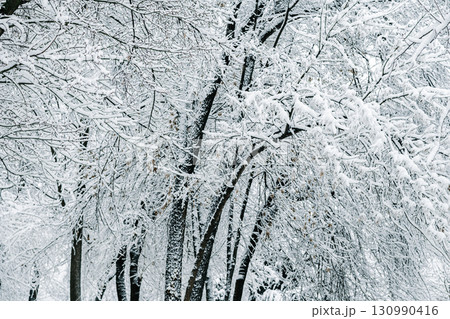 Winter park with white snowy branches, fir trees 130990416