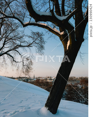 Large tree covered in thick layer of snow, standing majestically on snowy hill, overlooking picturesque Krakow Old Town during serene winter sunset. Snow laden tree dominating tree covered hill 130990424