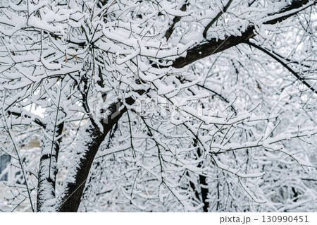 Winter park with white snowy branches, fir trees 130990451
