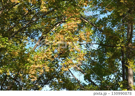 紅葉が進むトウカエデの翼果・2025年㋇ 紅葉が進むトウカエデの翼果・2025年㋇ 130990878
