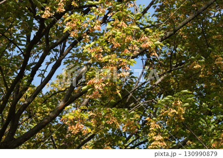 紅葉が進むトウカエデの翼果・2025年㋇ 紅葉が進むトウカエデの翼果・2025年㋇ 130990879