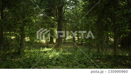 Waves of light filter through the dense tree canopy, casting a tranquil glow on the lush undergrowth and creating a peaceful atmosphere in the forest during the afternoon. 130990960