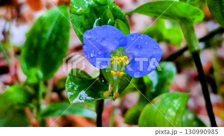 ツユクサ 130990985