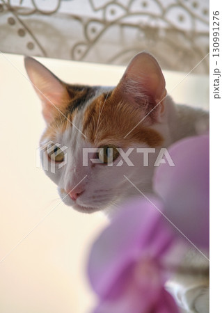 a white cat rests by the window 130991276