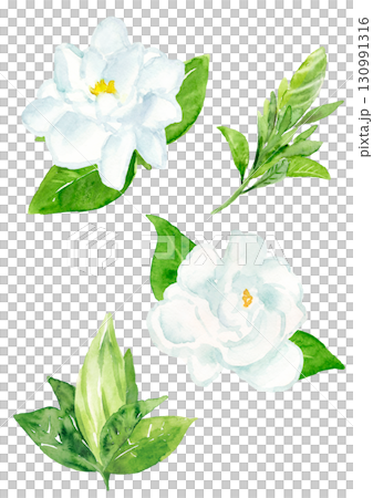 梔子花的水彩手繪插圖 130991316