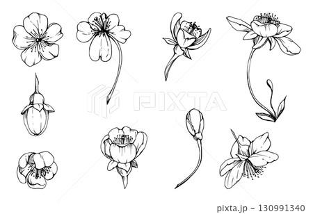 Early spring flowers on stems, white cherry sakura apple blossom bud, watercolor hand drawn, forest anemone primrose daisy. Single object set isolated illustration. Wedding, florist shop, scrapbooking 130991340