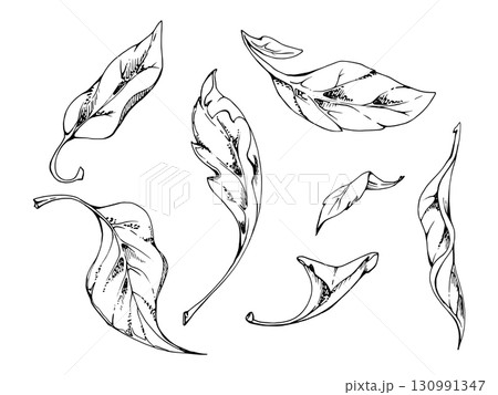 plant leaves of flower, bush tree foliage hand drawn vector ink, lilac poplar elm pear apple cherry. Isolated botanical illustration set. Wedding, florist shop, scrapbooking, decoupage, cosmetics 130991347