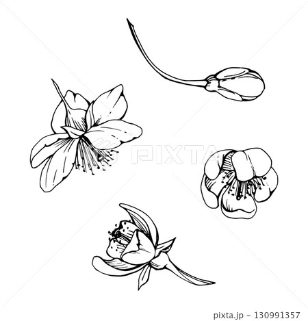 Early spring flowers, white cherry sakura apple blossom bud, hand drawn vector ink forest anemone primrose daisy ephemera. Single object isolated illustration. Wedding, florist shop, scrapbooking. 130991357