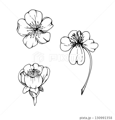 Early spring flowers, white cherry sakura apple blossom, hand drawn vector ink forest anemone primrose daisy ephemera. Single object isolated illustration for wedding, florist shop, scrapbooking. 130991358