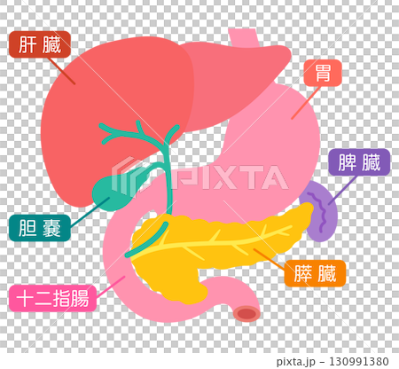 肝臓　胆嚢　膵臓　十二指腸　脾臓　臓器の構造 130991380