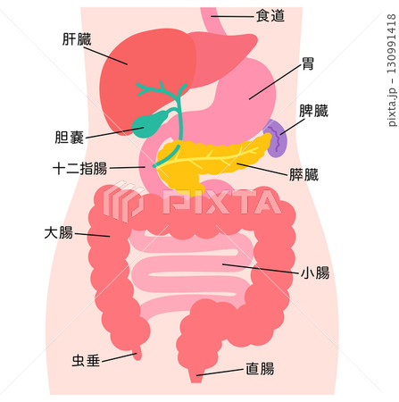消化器系 肝臓 胆嚢 膵臓 胃 十二指腸 臓器の構造 消化器系 肝臓 胆嚢 膵臓 胃 十二指腸 臓器の構造 130991418