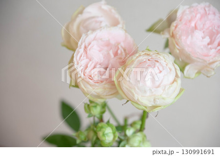 ベイビーカメレオンとエクレール 130991691