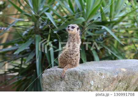 見つめるミーアキャット 130991708