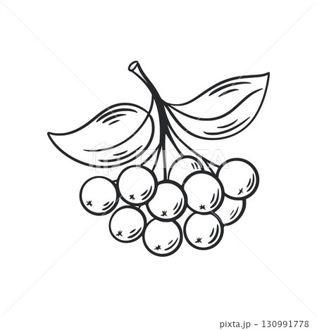 Twig with berries and leaves hand drawn illustration Twig with berries and leaves hand drawn illustration 130991778