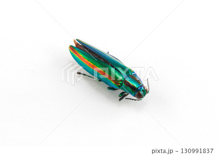 ヤマトタマムシの死骸 130991837