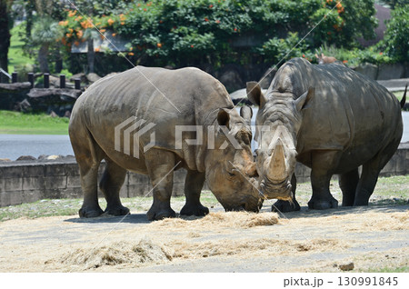 草を食べるミナミシロサイ 草を食べるミナミシロサイ 130991845