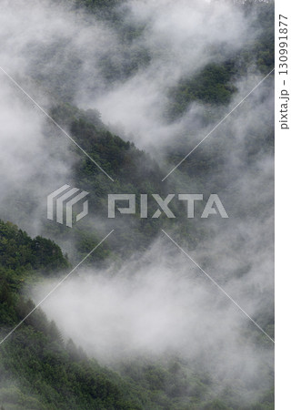 霧に包まれた森 130991877