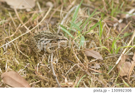 水辺にいるカエル 130992306