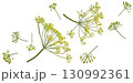 Falling dill flowers and stalks isolated on white background with clipping path, full depth of field 130992361