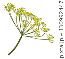 Falling dill flower and stalk isolated on white background with clipping path, full depth of field 130992447