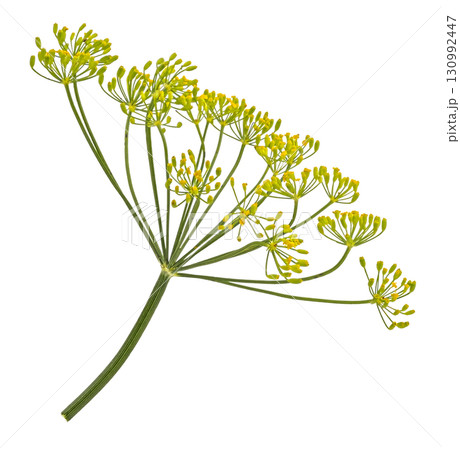 Falling dill flower and stalk isolated on white background with clipping path, full depth of field Falling dill flower and stalk isolated on white background with clipping path, full depth of field 130992447