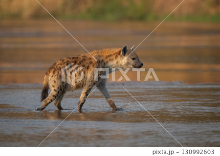 Spotted hyena crosses shallow river in sunshine 130992603