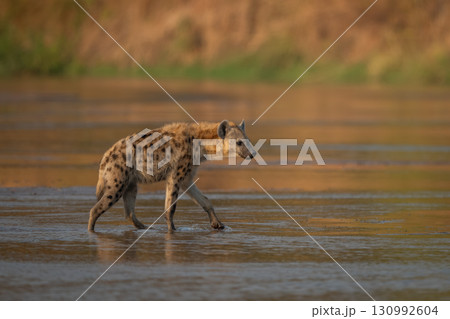 Spotted hyena crosses shallow river with catchlight Spotted hyena crosses shallow river with catchlight 130992604