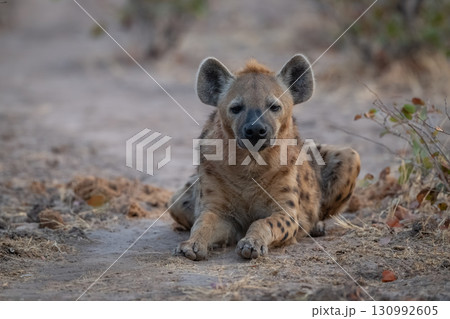 Spotted hyena lies among bushes facing camera Spotted hyena lies among bushes facing camera 130992605