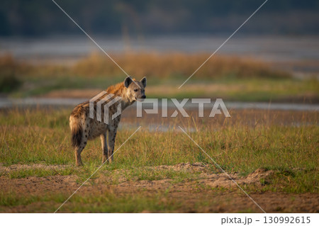 Spotted hyena stands turning head on riverbank Spotted hyena stands turning head on riverbank 130992615