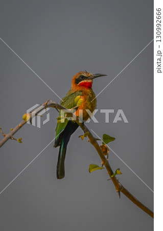 White-fronted bee-eater faces right on leafy branch 130992666