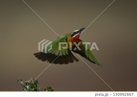 White-fronted bee-eater flaps wings flying over bush White-fronted bee-eater flaps wings flying over bush 130992667
