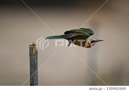 White-fronted bee-eater flies away from bamboo post 130992669