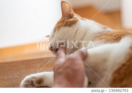 手を噛む猫 茶トラ白 手を噛む猫 茶トラ白 130992701