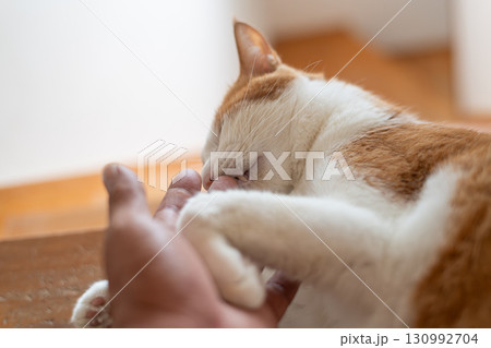 手を噛む猫 茶トラ白 手を噛む猫 茶トラ白 130992704