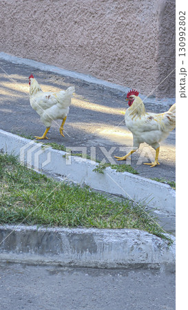 Two roosters are walking along the asphalt in the city limits. Pets. 130992802