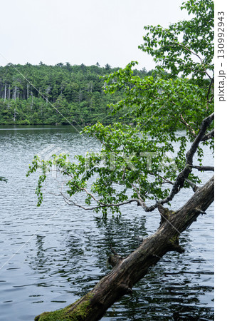 白駒の池 130992943