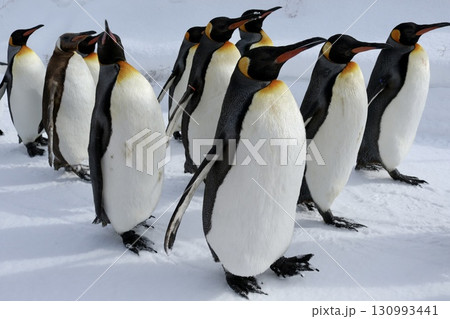 旭川市旭山動物園ペンギンの散歩 130993441