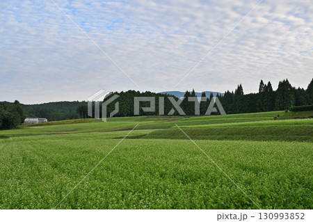 そばの花畑と朝焼けの空 そばの花畑と朝焼けの空 130993852