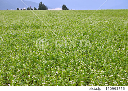 広大なそばの花畑 広大なそばの花畑 130993856