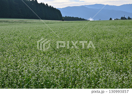 広大なそばの花畑 広大なそばの花畑 130993857
