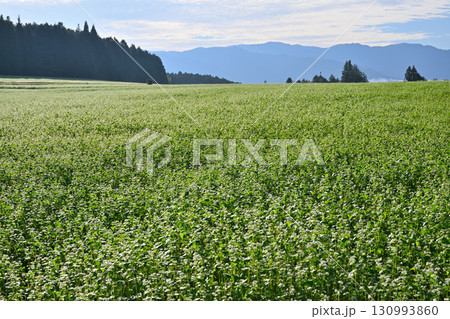 広大なそばの花畑 広大なそばの花畑 130993860