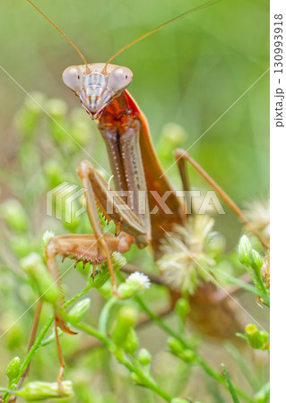 オオカマキリ終齢幼虫、縦位置 オオカマキリ終齢幼虫、縦位置 130993918