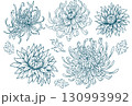 Set of Chrysanthemum Flowers Line Art with Detailed Petals and Leaves 130993992