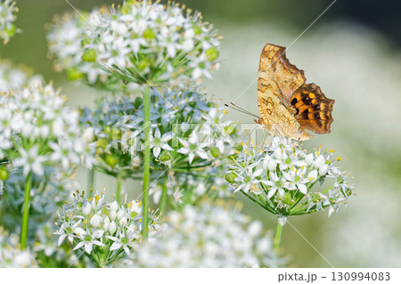 ニラの花に留まるキタテハの夏型 ニラの花に留まるキタテハの夏型 130994083