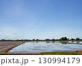 Farmers help plant rice seedlings in prepared fields during the rice growing season. 130994179