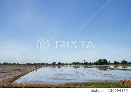Farmers help plant rice seedlings in prepared fields during the rice growing season. Farmers help plant rice seedlings in prepared fields during the rice growing season. 130994179