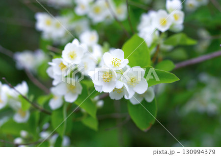 a bouquet of white flowers against the background of green leaves of an apple tree close-up 130994379