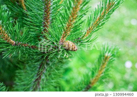 buds on a branch close-up, young pine shoots 130994460
