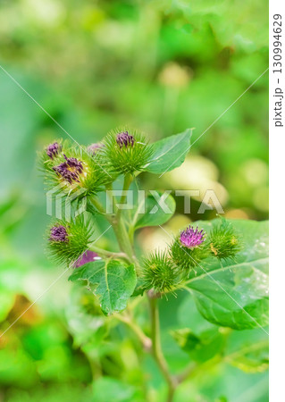 repeak with purple flowers close-up on a blurred background 130994629